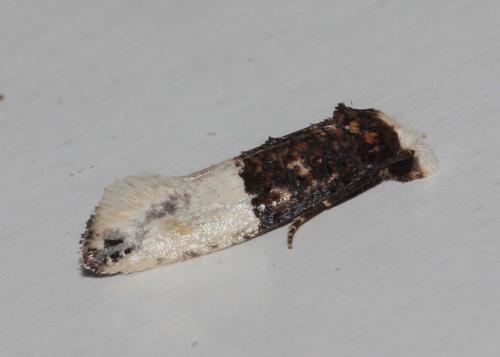 Trichophaga bipartitella